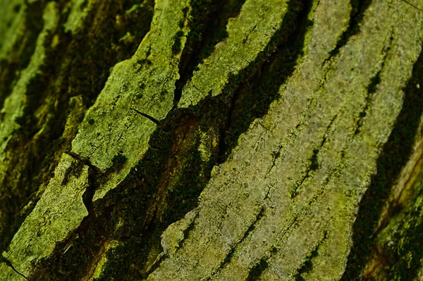 Текстура Дерева Фон — стокове фото