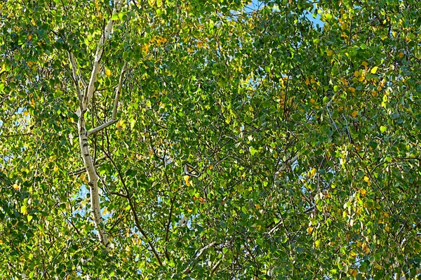 Ветви Осенних Деревьев Концепция Осеннего Сезона — стоковое фото
