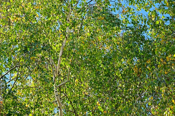 秋の木の枝秋の季節のコンセプト — ストック写真