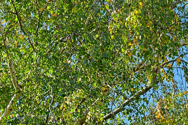 Herfst Boom Takken Herfst Seizoen Concept — Stockfoto