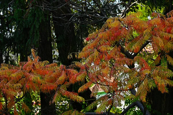 Jesienne Drzewa Kolorowymi Liśćmi Widok Bliska — Zdjęcie stockowe