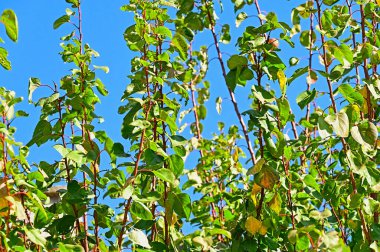 Renkli yaprakları olan sonbahar ağaçları, yakın görüş, gökyüzü arka planı