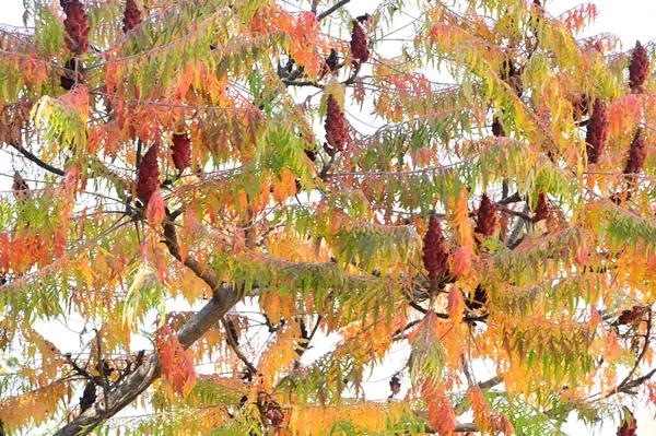 Belles Feuilles Plante Sumac Saison Automne — Photo