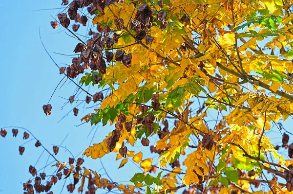 Arbres Automne Avec Des Feuilles Colorées Vue Rapprochée Fond Ciel — Photo