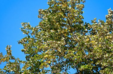 Renkli yaprakları olan sonbahar ağaçları, yakın görüş, gökyüzü arka planı