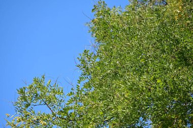 Renkli yaprakları olan sonbahar ağaçları, yakın görüş, gökyüzü arka planı