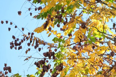 Renkli yaprakları olan sonbahar ağaçları, yakın görüş, gökyüzü arka planı