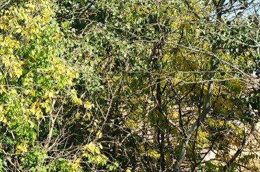 Ağacın yeşil yaprakları, bitki örtüsü ve yaprak kavramı