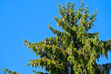 Renkli yaprakları olan sonbahar ağaçları, yakın görüş, gökyüzü arka planı