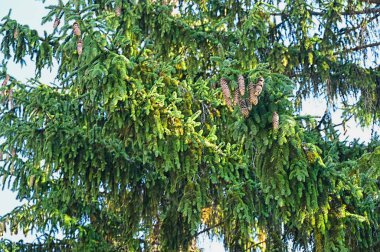 Sonbahar yaprakları, yakın çekim, sonbahar mevsimi