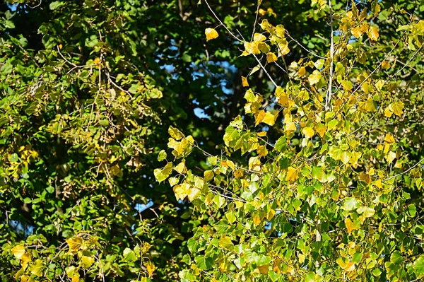 Grüne Blätter Des Baumes Flora Und Laubkonzept — Stockfoto