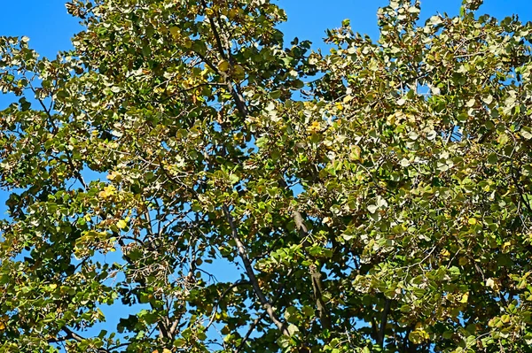 Herfst Bomen Met Kleurrijke Bladeren Close Uitzicht Lucht Achtergrond — Stockfoto
