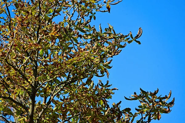 Podzimní Stromy Barevnými Listy Pohled Zblízka Pozadí Oblohy — Stock fotografie