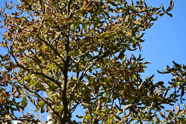 Árvores Outono Com Folhas Coloridas Vista Perto Fundo Céu — Fotografia de Stock