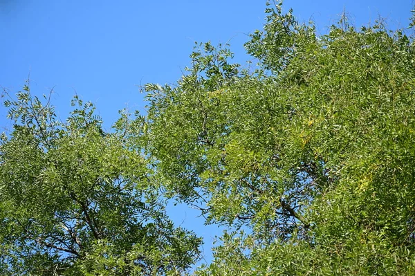 Renkli Yaprakları Olan Sonbahar Ağaçları Yakın Görüş Gökyüzü Arka Planı — Stok fotoğraf