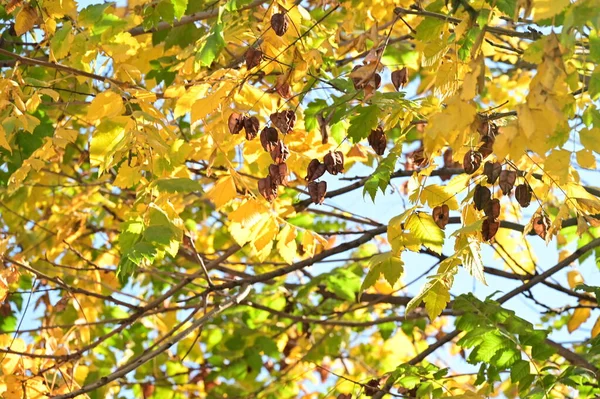 Herbst Bäume Hintergrund Die Textur Der Äste Der Bäume Park — Stockfoto
