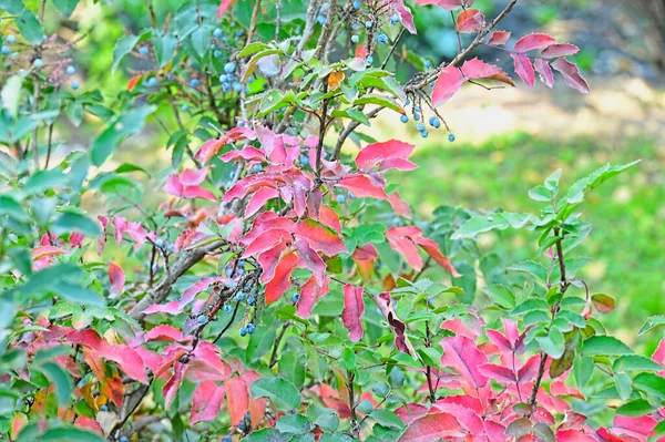 Rode Groene Bladeren Aan Boom Van Dichtbij Bekeken — Stockfoto