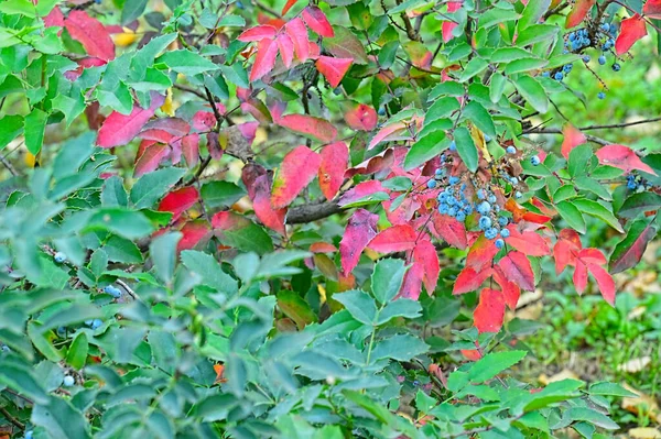 Ağaçtaki Kırmızı Yeşil Yapraklar Yakın Görüş — Stok fotoğraf