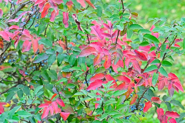 Folhas Vermelhas Verdes Árvore Vista Perto — Fotografia de Stock