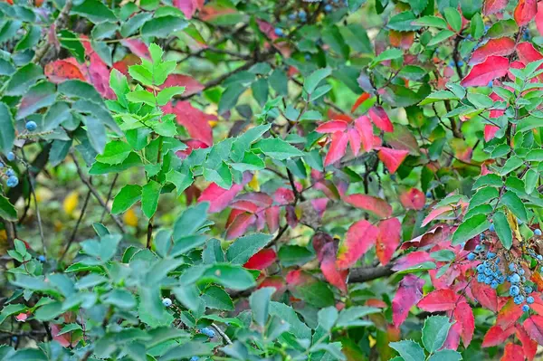树上红色和绿色的叶子 — 图库照片