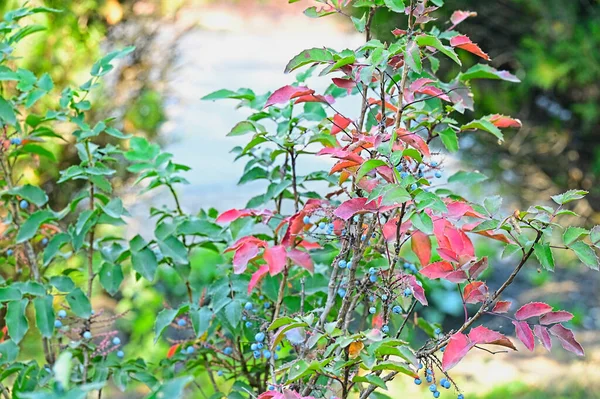 Red Green Leaves Tree Close View — Stock Photo, Image