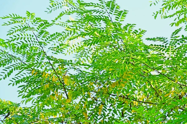Зелене Листя Дерева Флора Концепція Листя — стокове фото