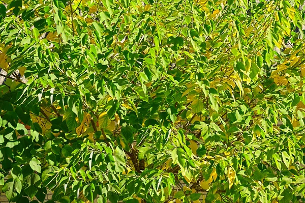Folhas Verdes Conceito Árvore Flora Folhagem — Fotografia de Stock