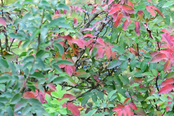 Folhas Vermelhas Verdes Árvore Vista Perto — Fotografia de Stock