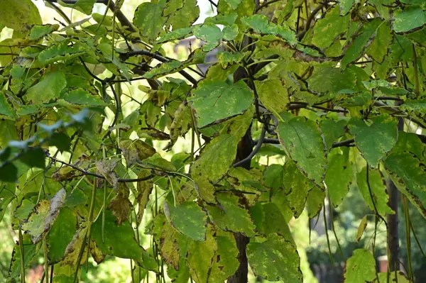 Zielone Liście Drzewa Flory Koncepcji Liści — Zdjęcie stockowe