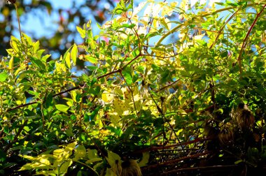 Sonbahar yaprakları, yakın çekim, sonbahar mevsimi