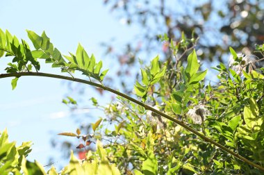 Ağacın yeşil yaprakları, bitki örtüsü ve yaprak kavramı