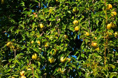 Açık havada yetişen olgun elmalı ağaç, yaz konsepti, yakın görüş  