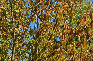 Sonbahar yaprakları, yakın çekim, sonbahar mevsimi