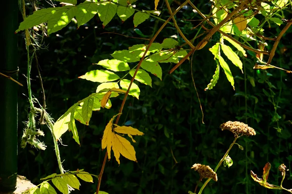 Autunno Alberi Sfondo Consistenza Dei Rami Degli Alberi Nel Parco — Foto Stock