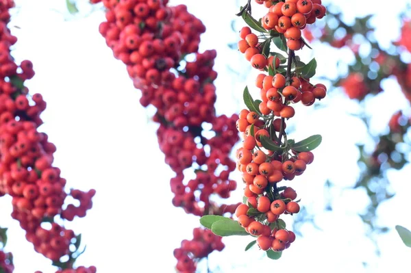 Rowan Berries Tree Close View — Stock Photo, Image