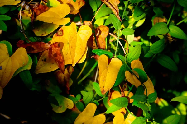 Autumn Trees Background Texture Branches Trees Park — Stock Photo, Image