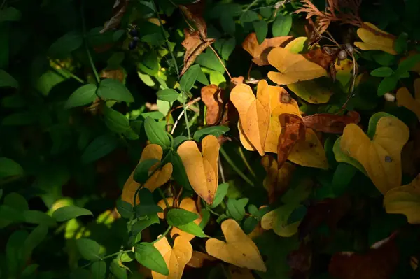 Autumn Trees Background Texture Branches Trees Park — Stock Photo, Image