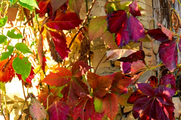 Foglie Autunno Vista Vicino Stagione Autunnale — Foto Stock