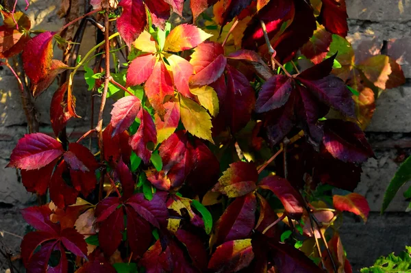 Foglie Autunno Vista Vicino Stagione Autunnale — Foto Stock