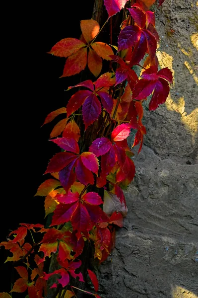Høstblader Nærbilde Høstsesong – stockfoto