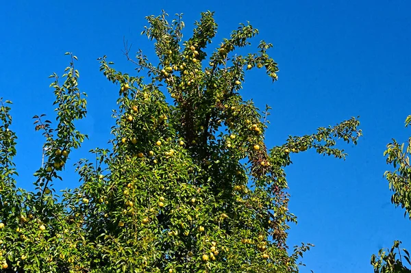 Дерево Стиглими Яблуками Ростуть Відкритому Повітрі Літня Концепція Вид Зверху — стокове фото