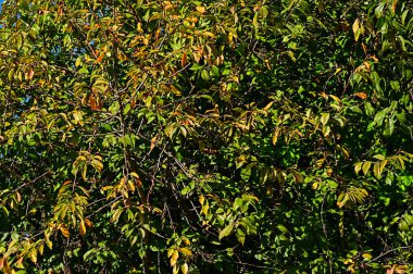 Sonbahar yaprakları, yakın çekim, sonbahar mevsimi