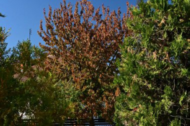 Sonbahar yaprakları, yakın çekim, sonbahar mevsimi