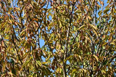 Sonbahar yaprakları, yakın çekim, sonbahar mevsimi