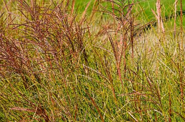 yeşil yapraklar arka plan, doğa bitki örtüsü