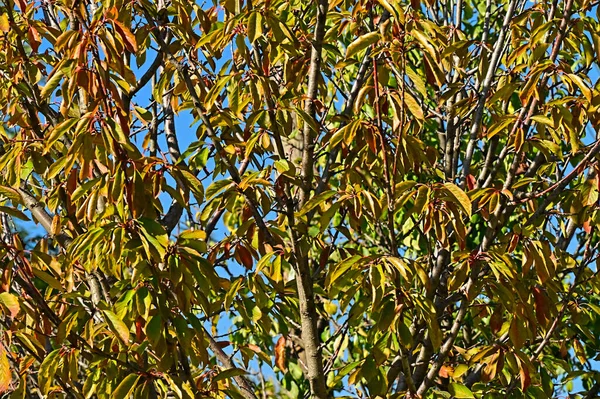 Hojas Otoño Vista Cerca Temporada Otoño — Foto de Stock