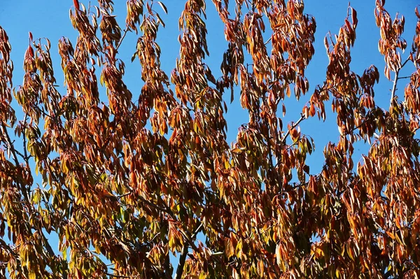 Árboles Otoño Con Hojas Coloridas Vista Cerca Fondo Del Cielo — Foto de Stock