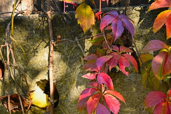 Foglie Autunno Vista Vicino Stagione Autunnale — Foto Stock