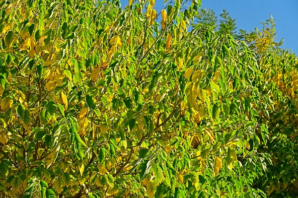 Feuilles Automne Vue Rapprochée Saison Automne — Photo