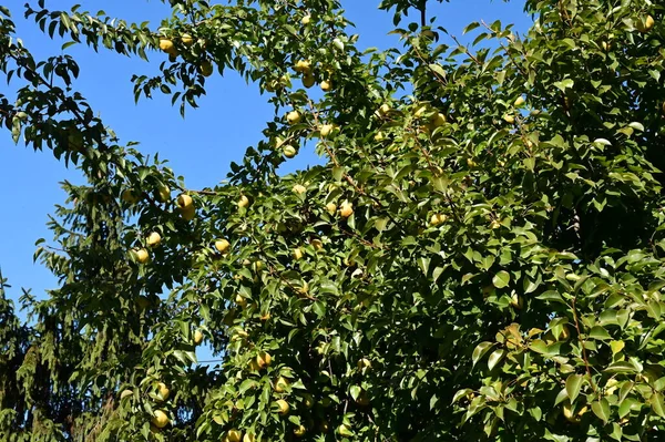 Träd Med Mogna Äpplen Växer Utomhus Sommar Koncept Nära Utsikt — Stockfoto